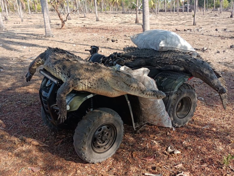 Cazan a tres cocodrilos por agredir a pescador en Coyuca