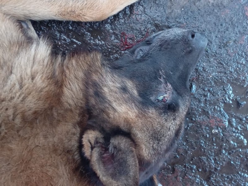 CEDH investiga envenenamiento masivo de perros en Paracho