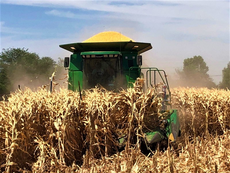 Celebra CAADES avance en contratos de la cosecha de maíz