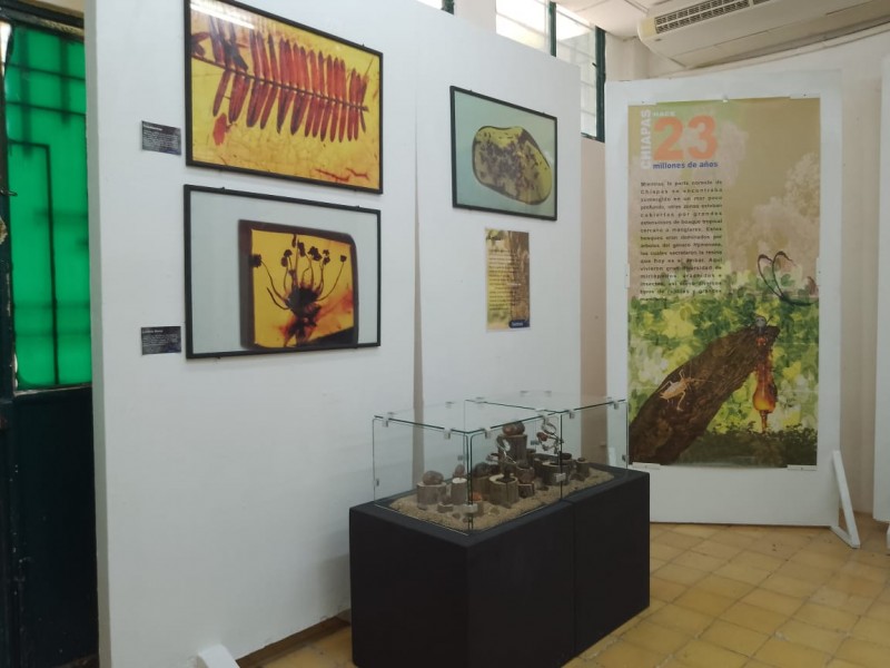 Celebran Día Internacional de Museos con exposición Jurassic Plant
