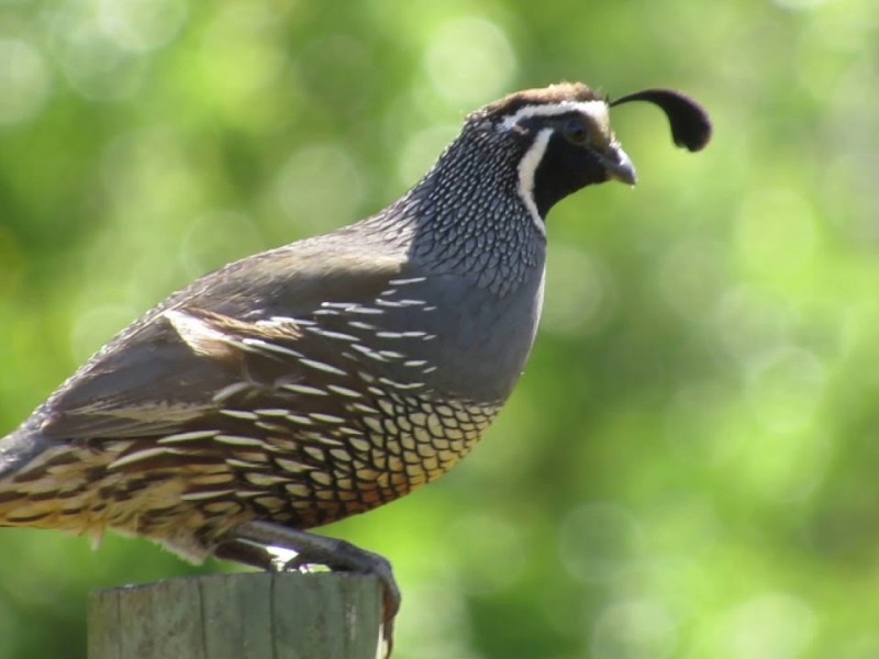 Celebran el avistamiento de aves en la comunidad del Rosario