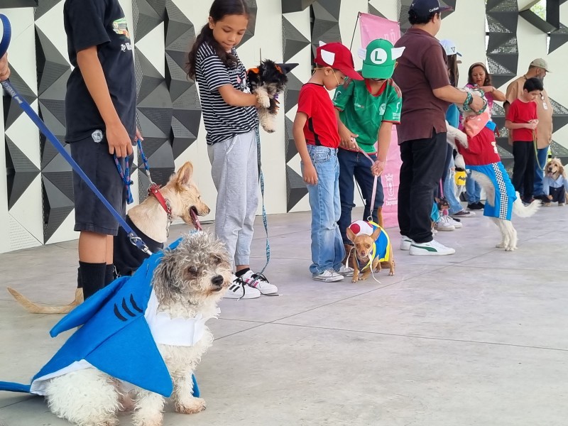 Celebran el día del perro con disfraces