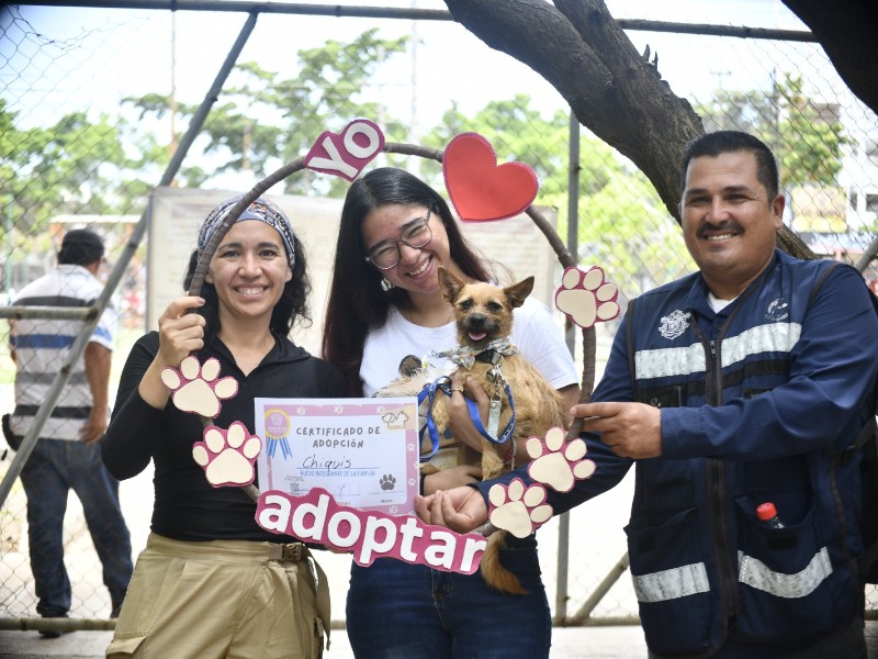 Celebran el Día Mundial del Perro con Jornada de Adopción en Mazatlán