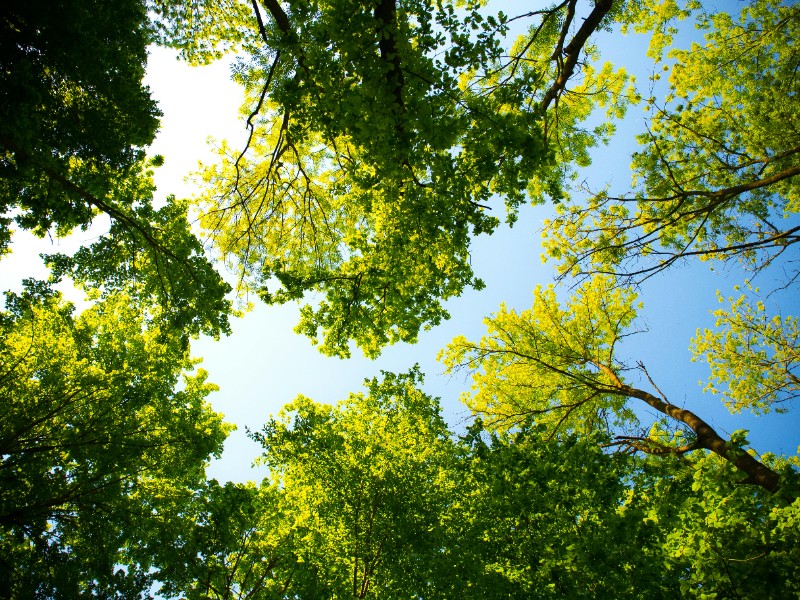 Celebran plantación de 523 árboles en Ciudad Judicial de Querétaro