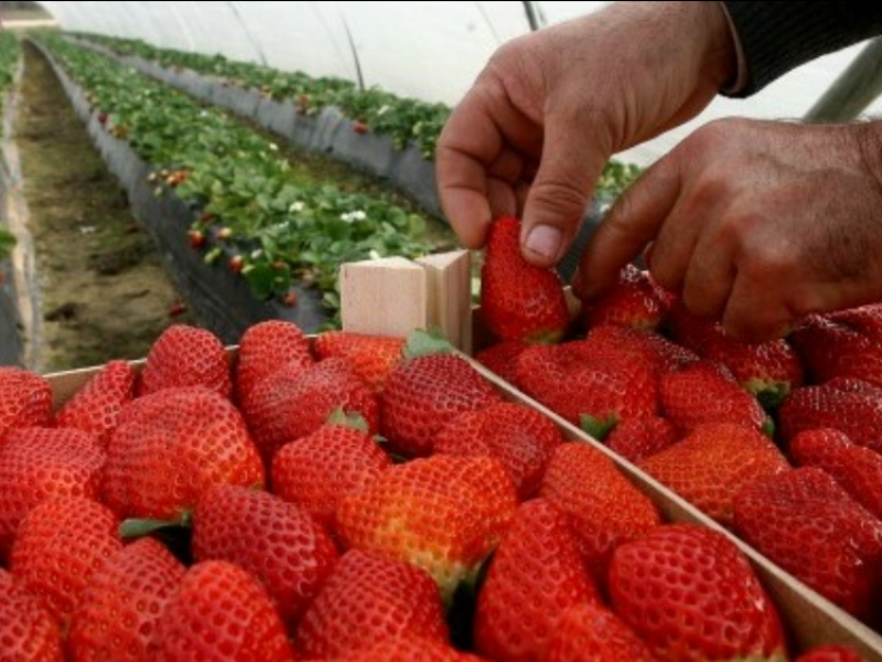 Celebran productores agrícolas michoacanos cancelación de aranceles