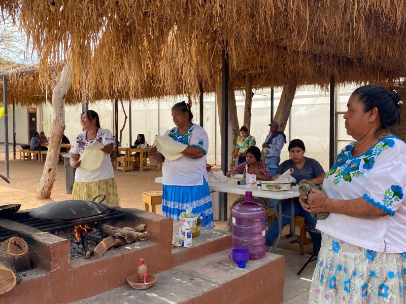 Celebrarán cultura viva yaqui en Yo'o Joara, Cócorit