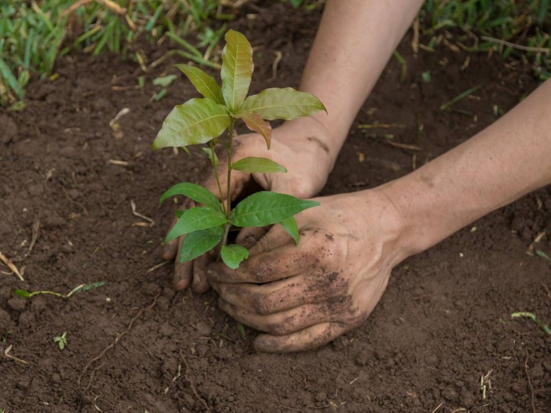 Celebrarán el Día del Árbol reforestando