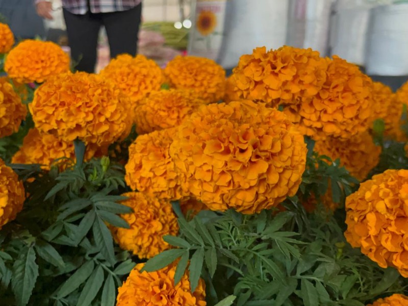 “Cempasúchil ¿cortado o en maceta? ¿Cuál usa más?”
