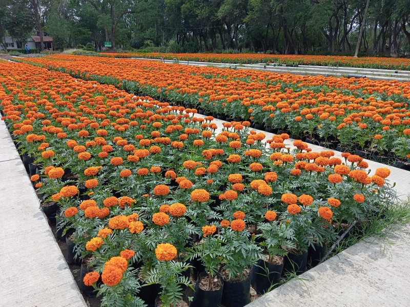 Cempasúchil flor de vida y ofrenda a los muertos