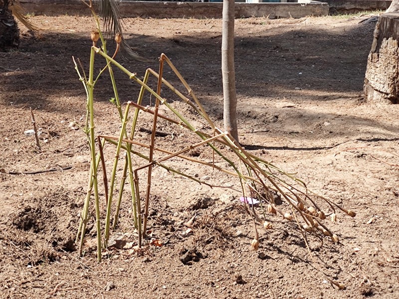 Cempasúchil sembrado en Parque Juárez, comienza a secarse