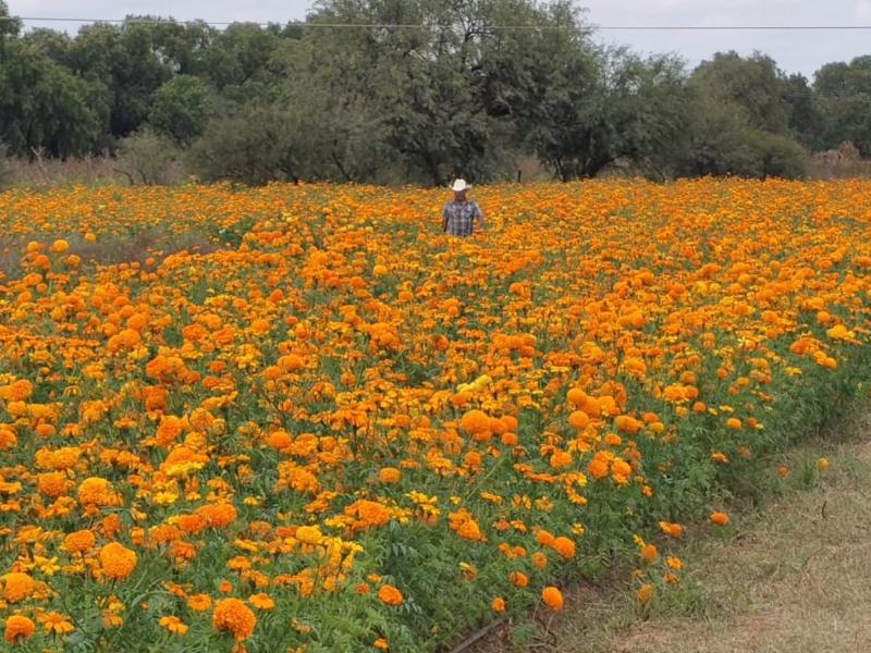 Cempasuchil, tradición que florece en el campo zacatecano.