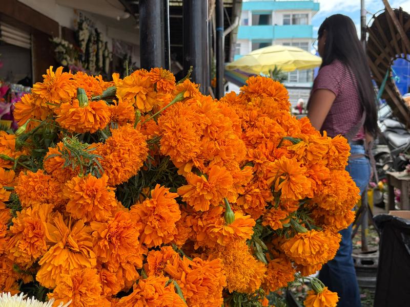 Cempasúchil llega al mercado San José para Día de Muertos