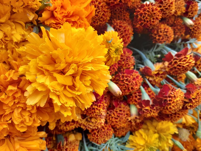 Cempoaltxóchil: guía de los muertos, 21 toneladas producidas en México