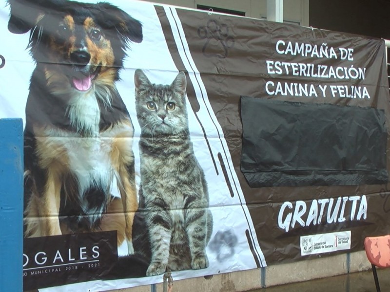 Centro de Atención Canina arranque campaña de castración...