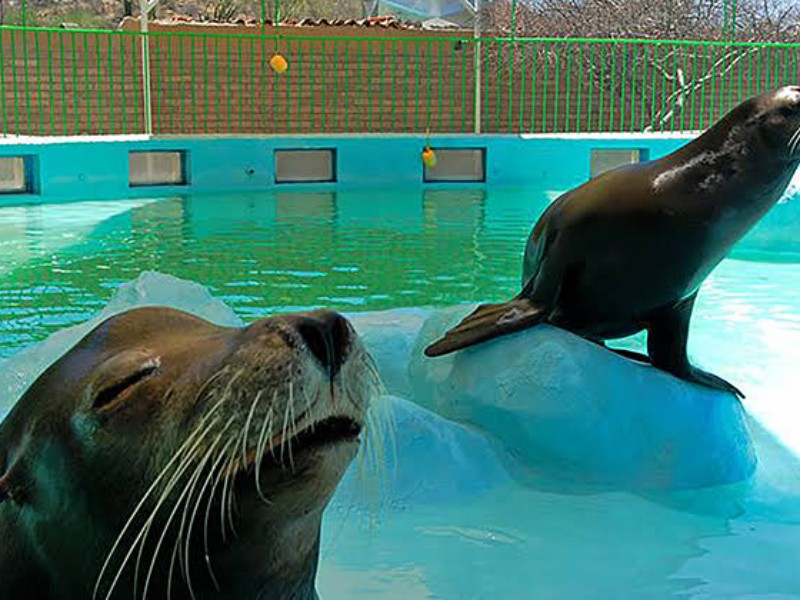 Centro Ecológico de Sonora podría abrir su acuario hasta diciembre