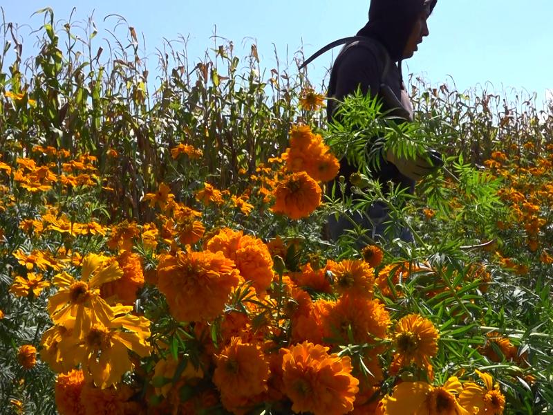 Cepasúchil mexiquense pierde terreno ante la flor china