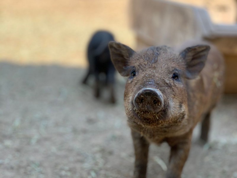 Cerdos vietnamitas, nuevos integrantes del Zoológico de Morelia