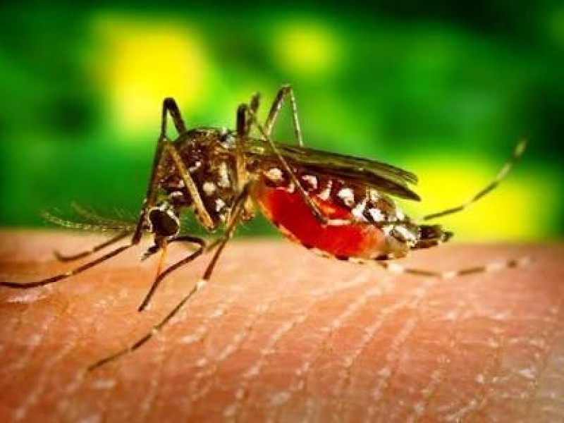 Cero casos de dengue en Ahome