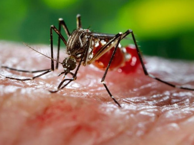 Cero dengue en la región
