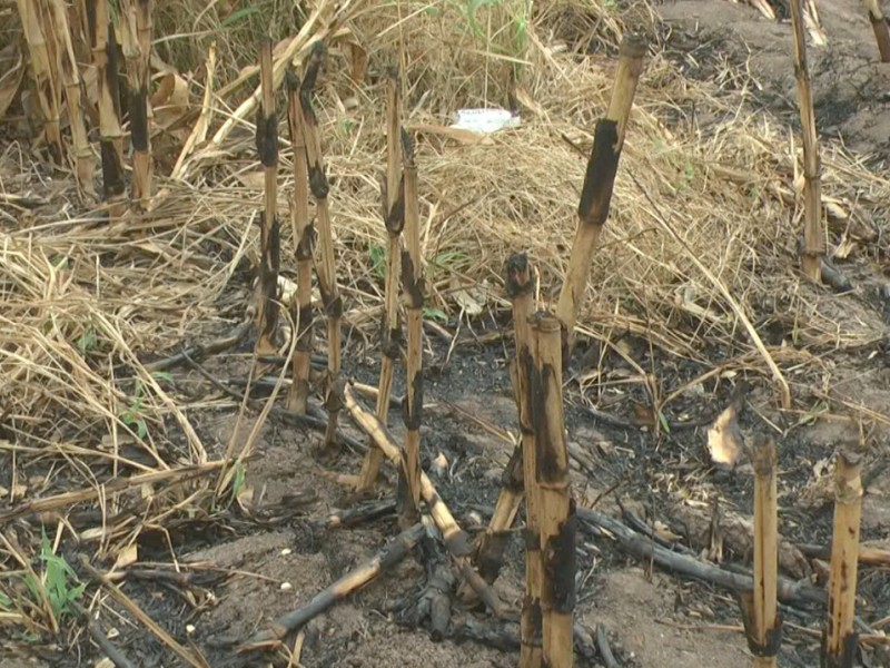 Cero tolerancia para quien queme soca en Guasave, señala Ecología