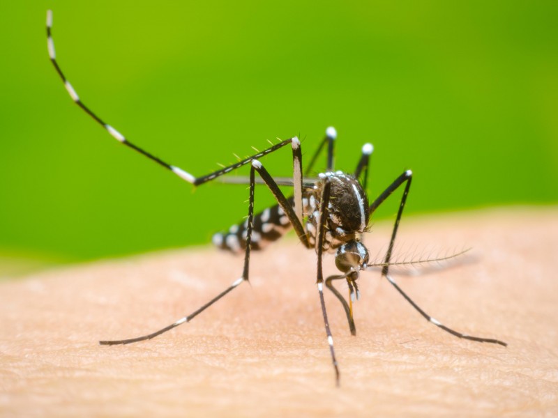 Cierra Nayarit con más de 100 casos de dengue 2023
