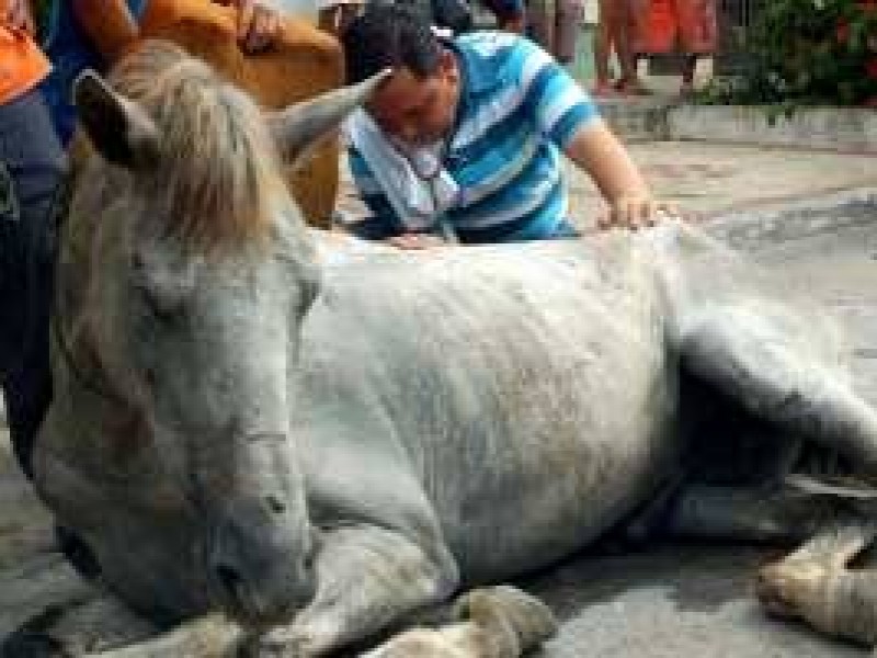 Cerradas fronteras de Nayarit por encefalitis del oeste