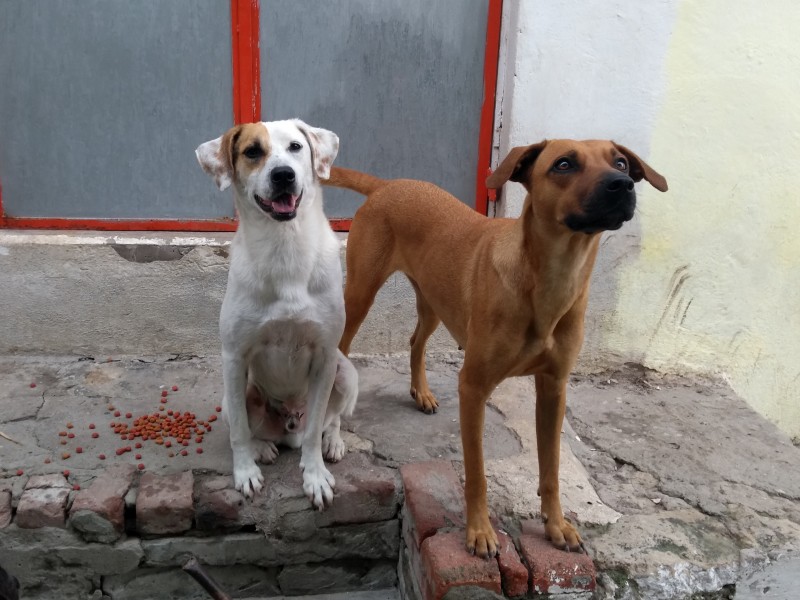 Cerro Azul y Tuxpan con más perros callejeros