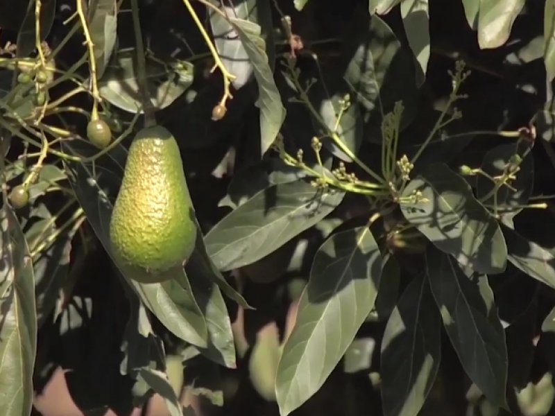 Certifican al aguacate nayarita como producto libre de plagas