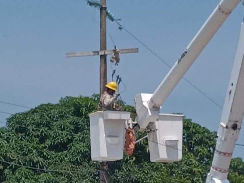 CFE no necesita permisos del Ayuntamiento para poda de árboles