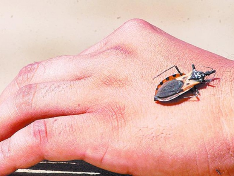 Chagas afecta a chiapanecos