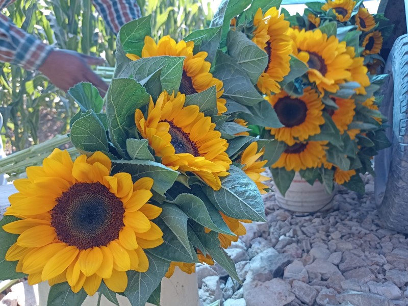 Chalma: listo girasol para 10 de mayo, brote se adelantó