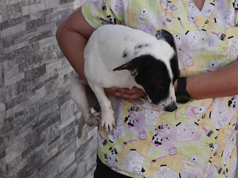 Chaparrita, una perrita comunitaria que busca hogar