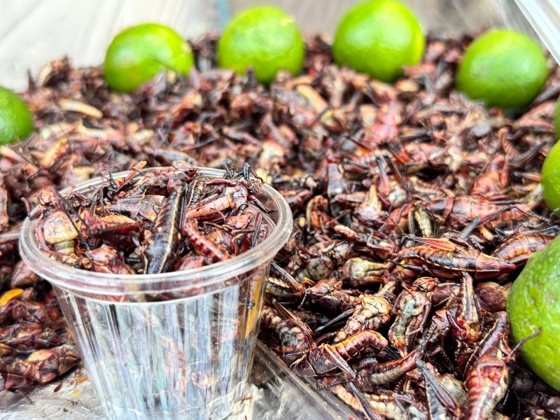 Chapulines: sabor ancestral que gana nuevos consumidores