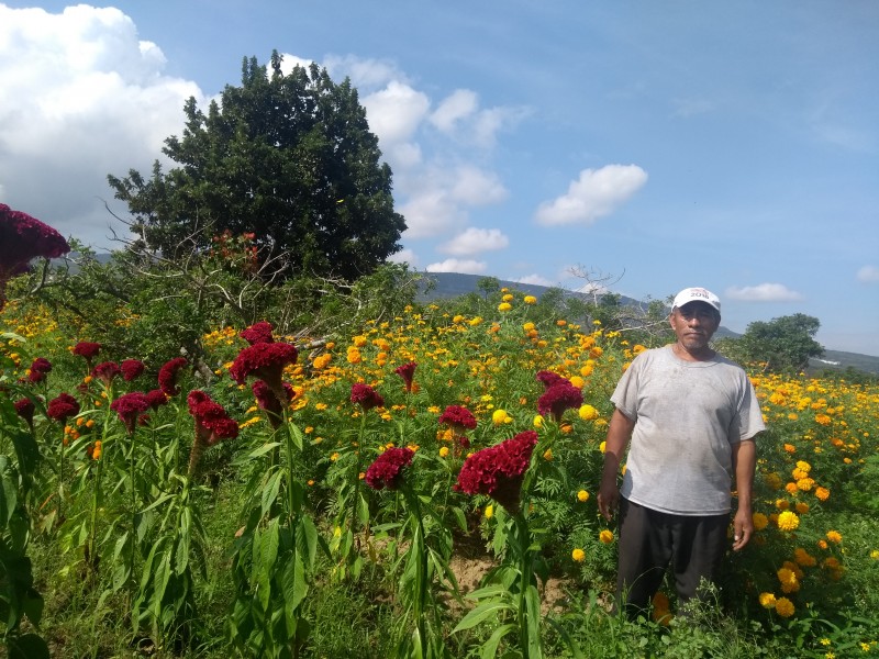 Chiapa de Corzo productor de flor de Cempasúchil | MEGANOTICIAS