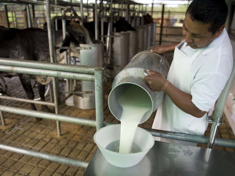 Chiapas 8o. lugar nacional en producción de leche