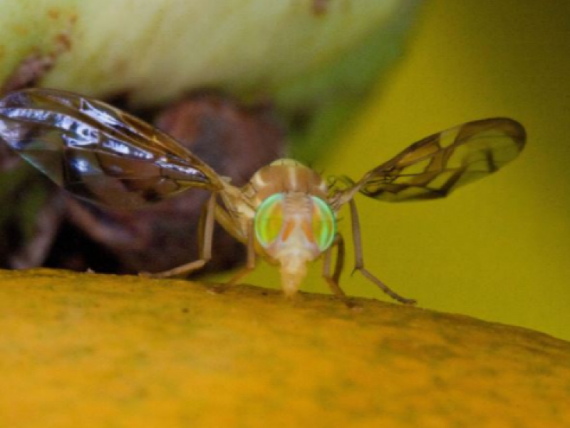 Chiapas activa dispositivo de emergencia por mosca del mediterráneo