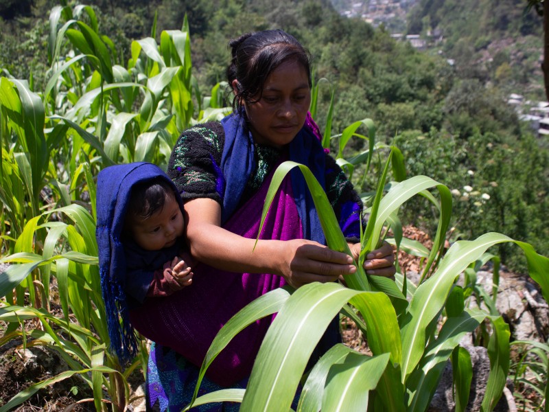 Chiapas carece de tecnificación y profesionalización en el campo