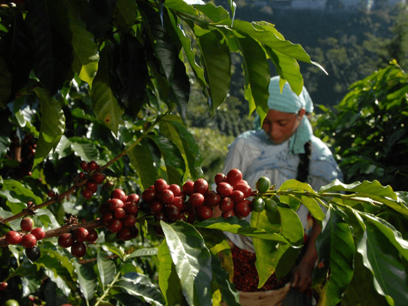 Chiapas con producción de exportación