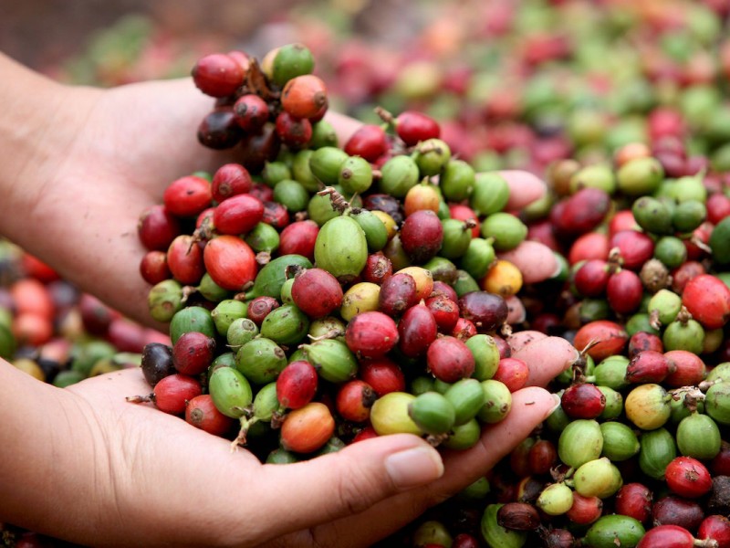 Chiapas continúa como #1 en producción de café