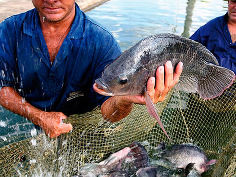 Chiapas crece en producción pesquera y acuicola