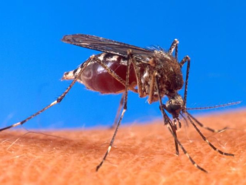 Chiapas dentro de las 10 entidades con más casos de dengue