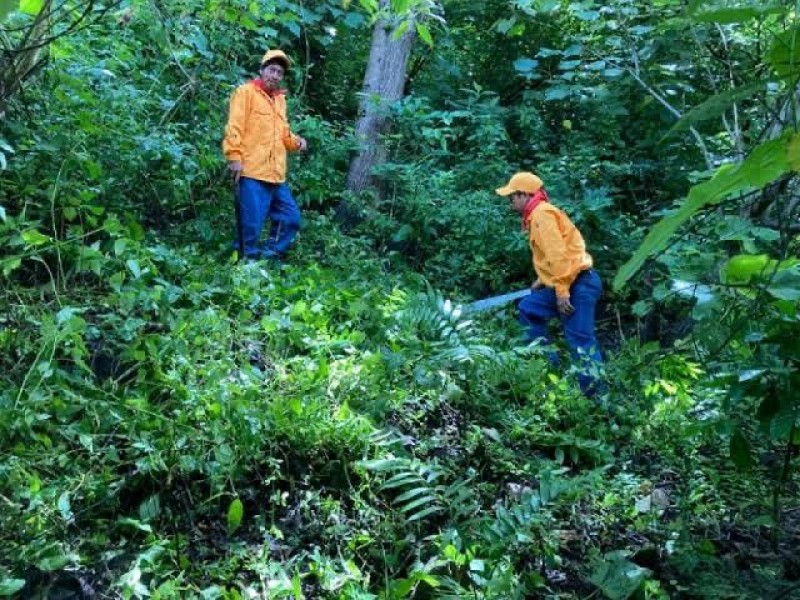 Chiapas el Quinto Estado con Mayor Superficie Forestal en Mexico