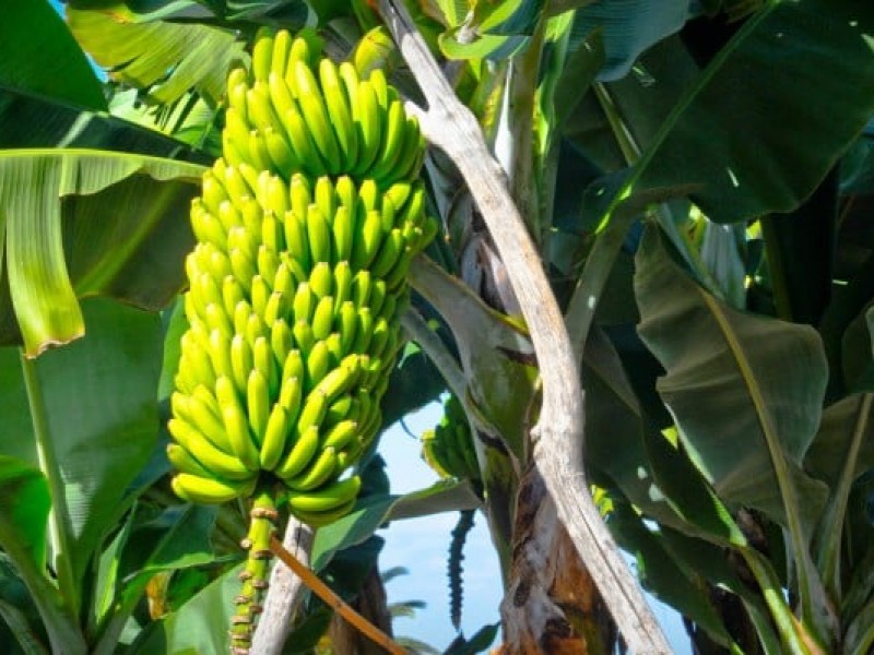 Chiapas encabeza primeros lugares en producción de frutos