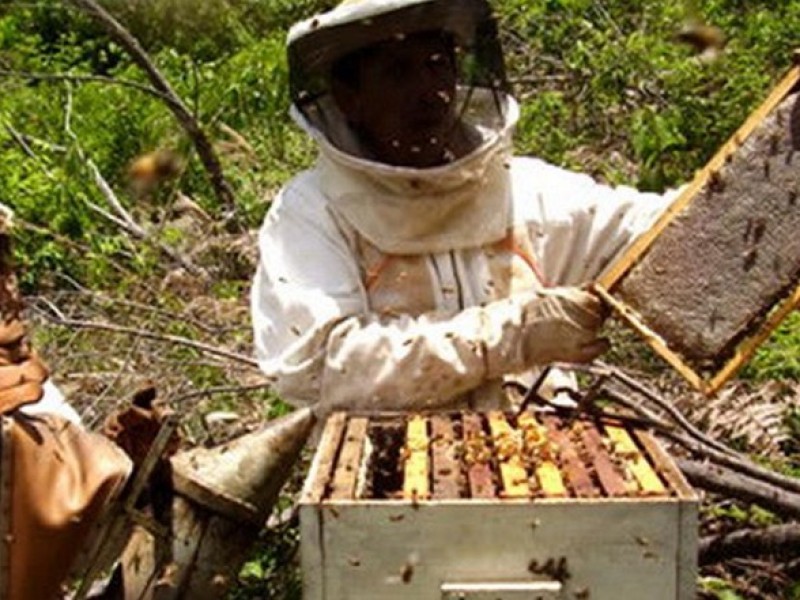 Chiapas entre los líderes en producción de miel