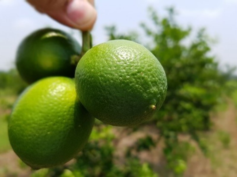 Chiapas gran productor de limón persa