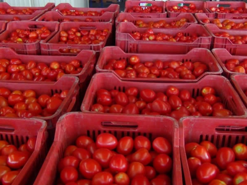 Chiapas líder en el sureste en producción de tomate