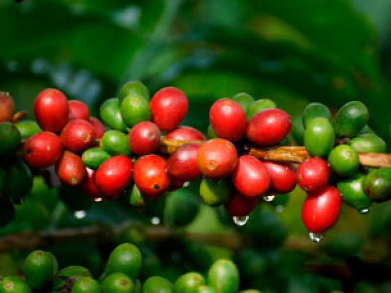 Chiapas líder en producción de café cereza en el país