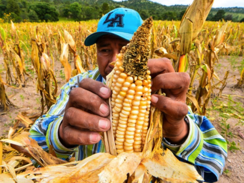 Chiapas no contará con recursos para fertilizantes en 2022