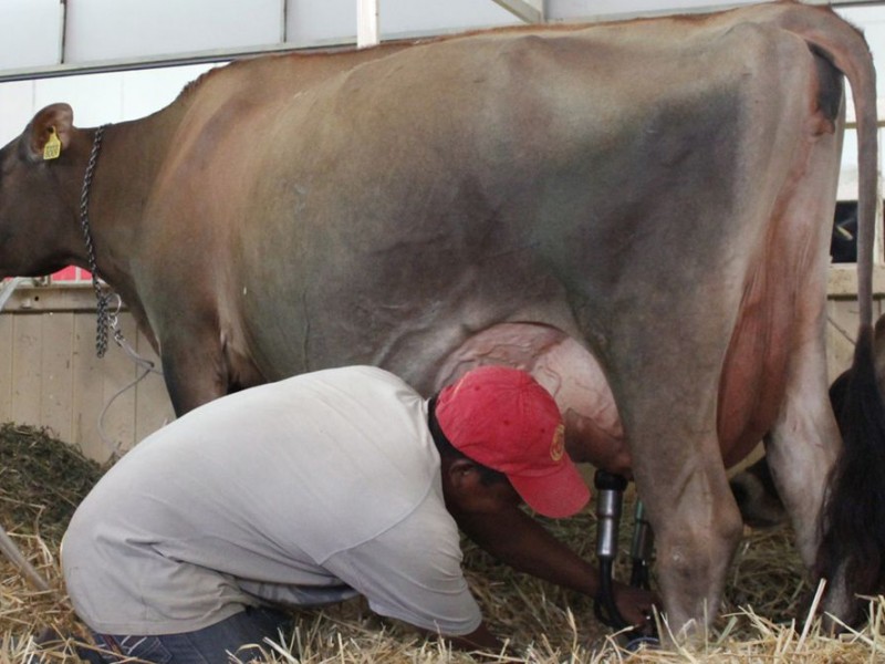 Chiapas ocupa 8o lugar en producción de leche