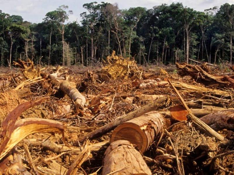 Chiapas pierde 32 mil hectáreas al año por deforestación